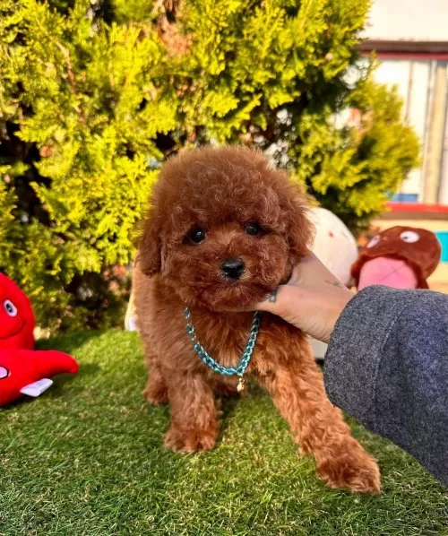Red Brown Renkli Mikro Poodle Bebekler