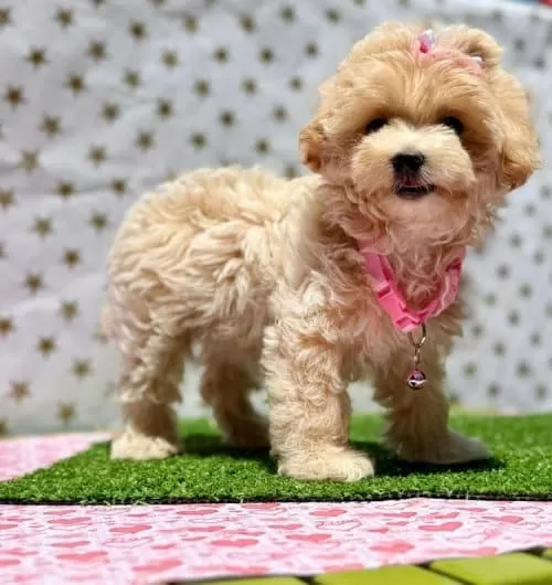Şila Maltipoo Cins 9 Aylık Dişi