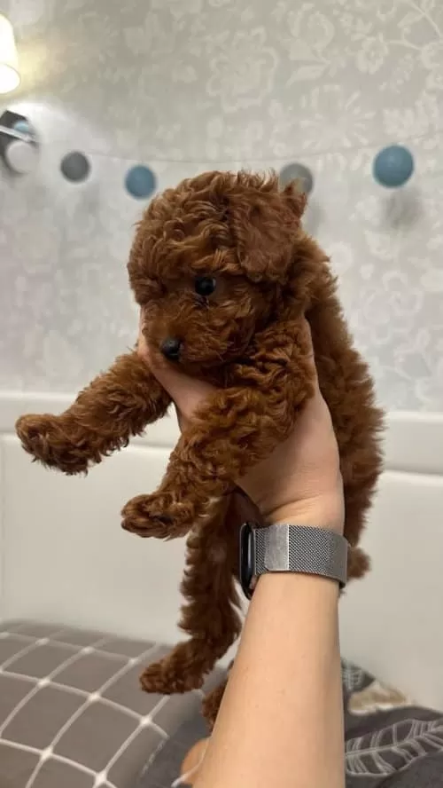 Karam Icin Yeni Bir Aile Yuva Ariyoruz