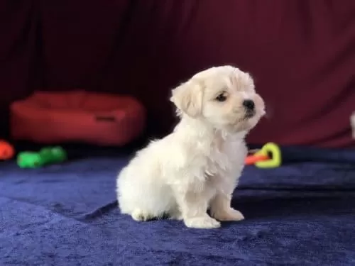 Ücretsiz Sahiplendirme-Maltipoo Oyuncu Ve Eğitimlidir.