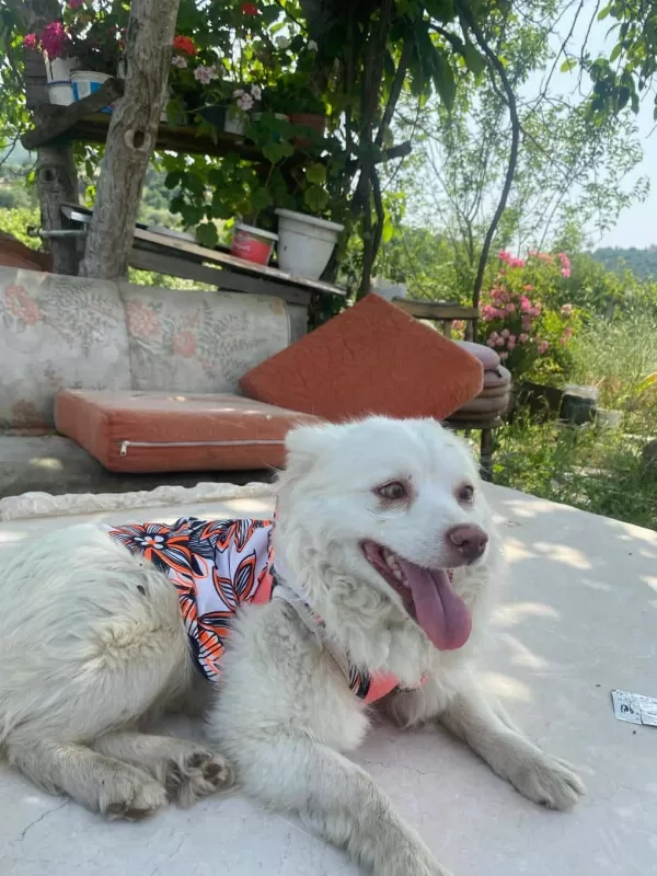 Poomerian Alman Spitz