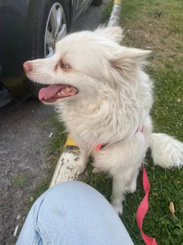 Poomerian Alman Spitz