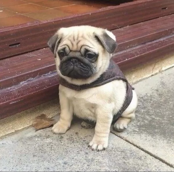 Pug Gül Kuyruk 0 Burun Yavrularımız