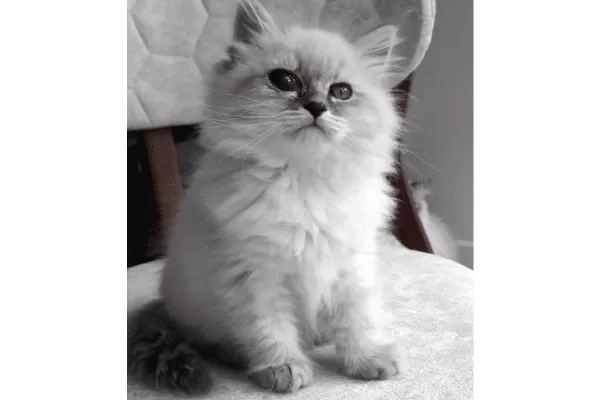 Mikrocipli 3 Aylık Erkek Ve Dişi Sibirya Kedisi