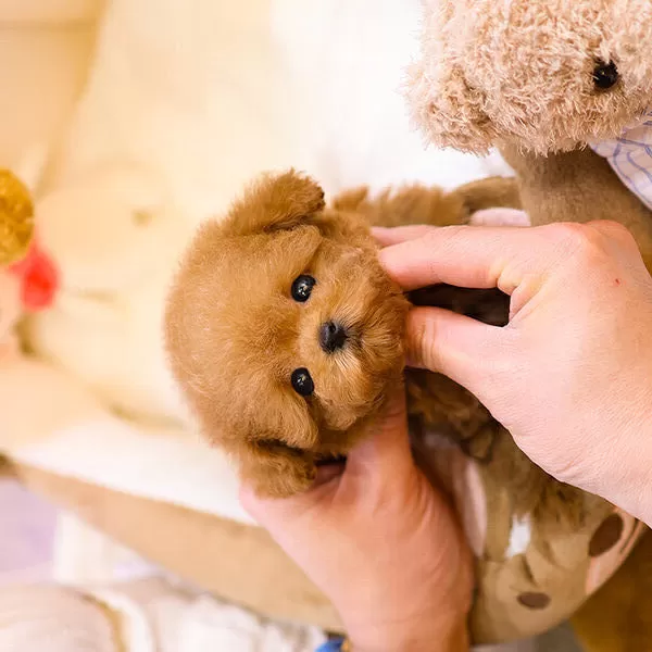 Korean Export Toy Poodle Yavrularımiz