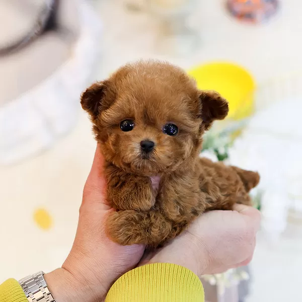 Teddy Face Kore Micro Poodle Bebişlerimiz