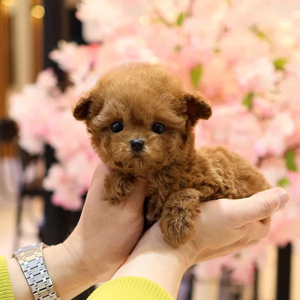 Teddy Face Kore Micro Poodle Bebişlerimiz