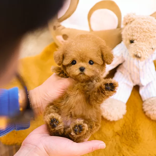 Korean Export Toy Poodle Yavrularımiz