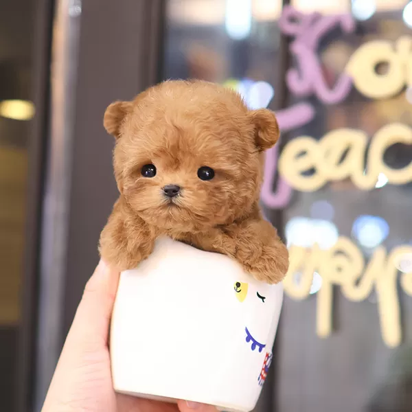 Teddy Face Korean Toy Poodle Bebeklerimiz