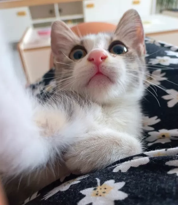 Yavru Tekir Kedi Sokaktan Kurtarıldı