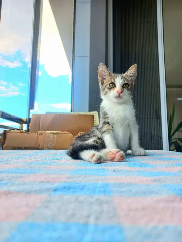 Yavru Tekir Kedi Sokaktan Kurtarıldı