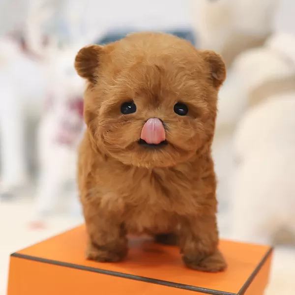 Teddy Face Korean Toy Poodle Bebeklerimiz