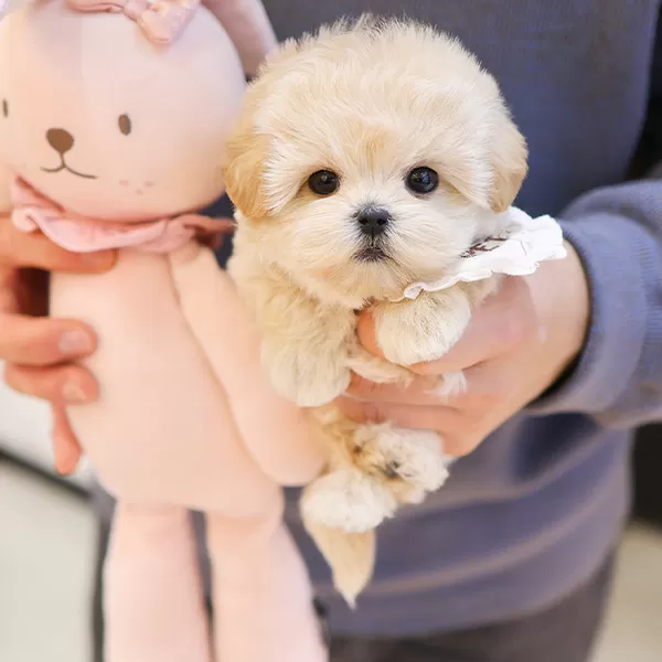 Apricot Renk Toy Poodle Cocuklarim