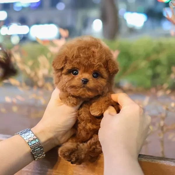 Minicik Uslu Toy Poodle Yavrularım