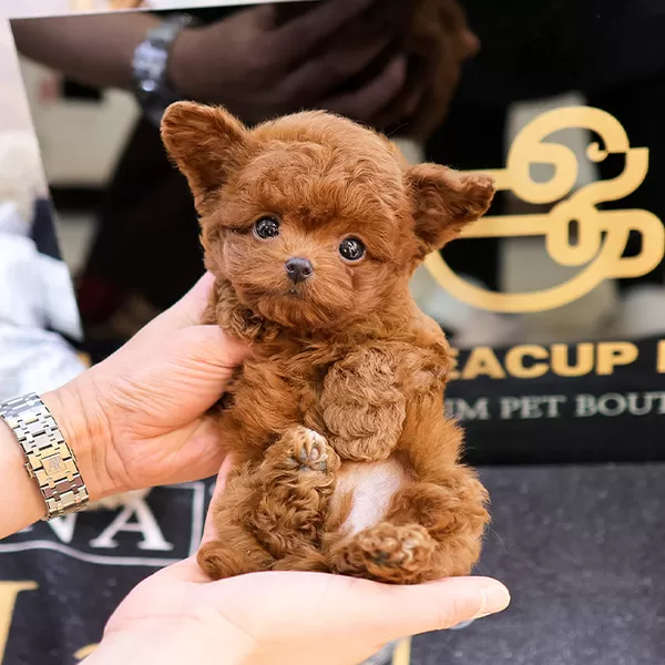 Show Duzey Teddy Face Toy Poodle Yavrumuz