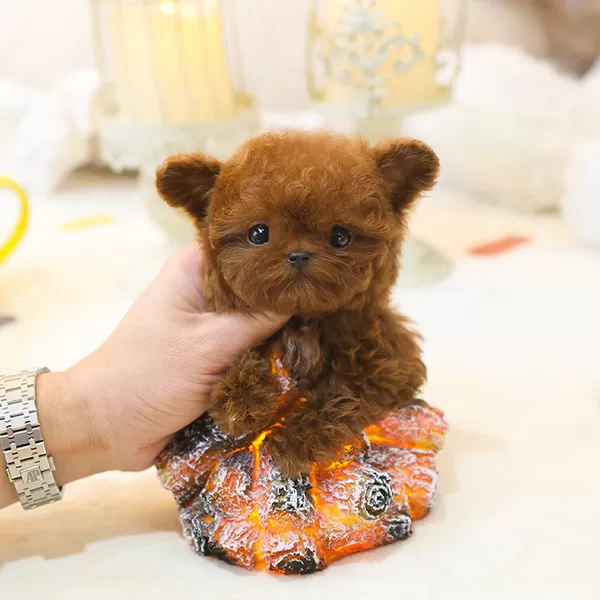 Korean Teddy Face Toy Poodle