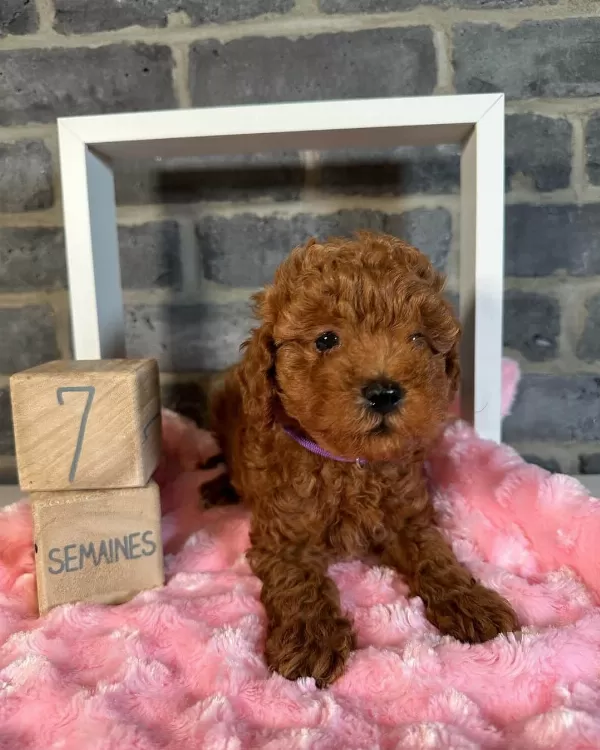 Denizli Merkez Teslime Hazır Poodle Bebekler