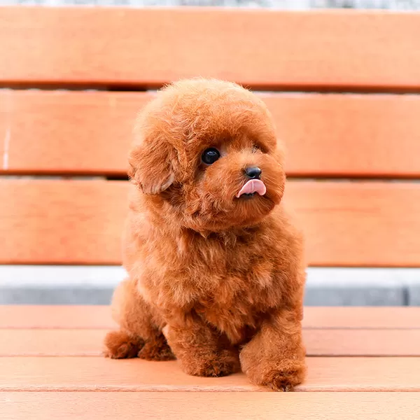 Super Zeki Toy Poodle Minnaklarim