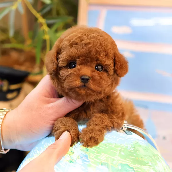 Gerçek Korean Toy Poodle Bebişlerimiz