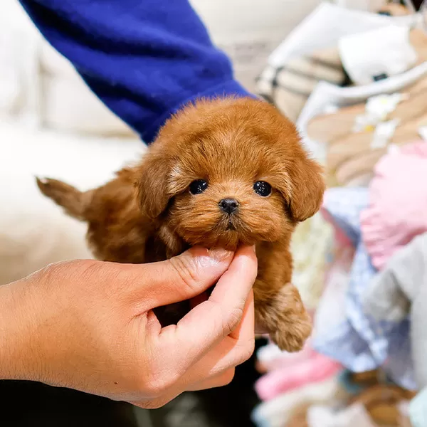 Show Kalite Toy Poodle Bebeklerimiz