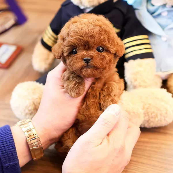 Super Zeki Toy Poodle Bebeklerimiz