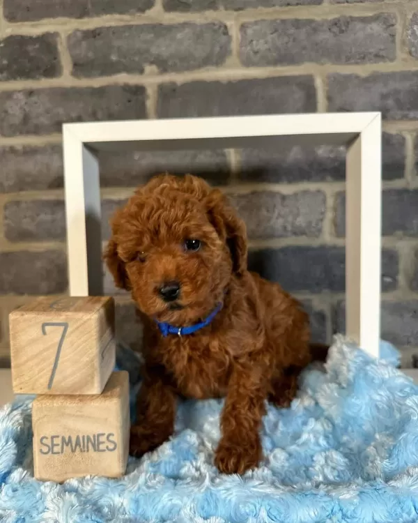 Denizli Merkez Teslime Hazır Poodle Bebekler