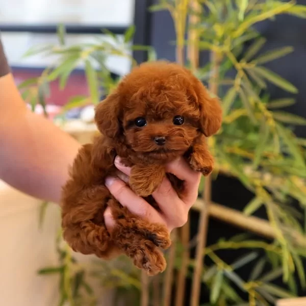 Super Star Orjinal Toy Poodle Bebişlerimiz