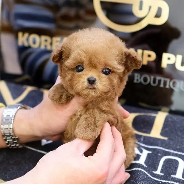 Teddy Face Kore Micro Poodle Bebişlerimiz