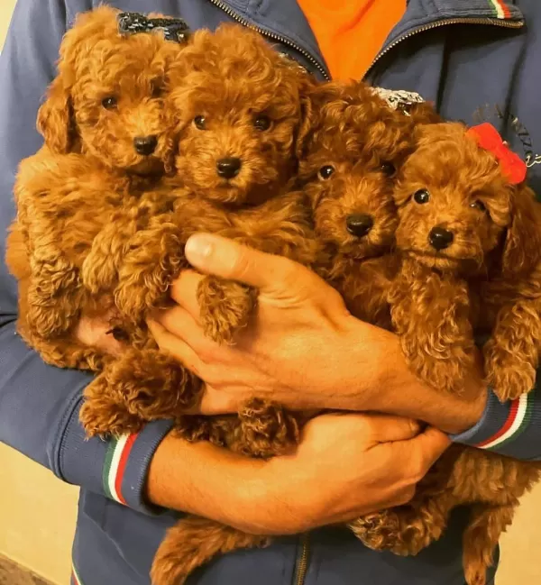 Denizli Merkez Teslime Hazır Poodle Bebekler