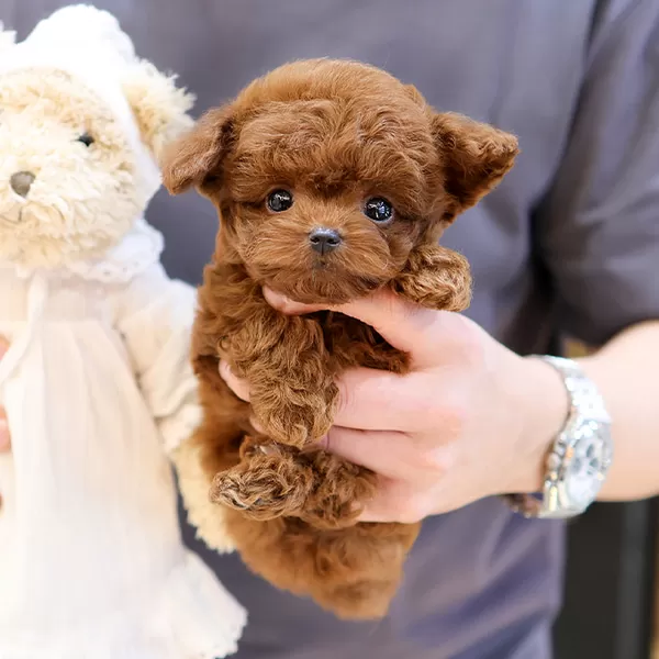 Show Duzey Teddy Face Toy Poodle Yavrumuz
