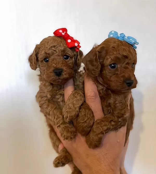Denizli Merkez Teslime Hazır Poodle Bebekler