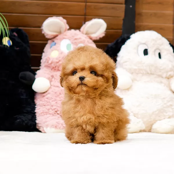 Koreli Bebekler Karsinizda Toy Poodle Bebişlerimiz