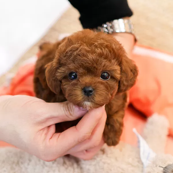 Korean Export Toy Poodle Bebeklerimiz