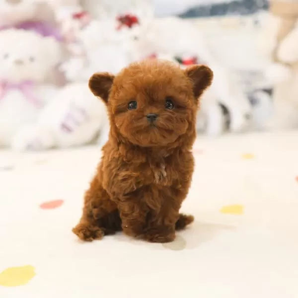 Korean Teddy Face Toy Poodle