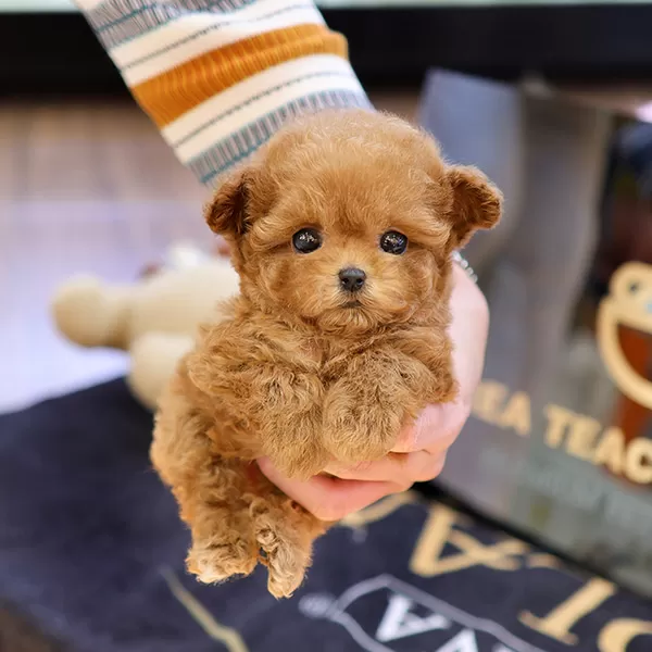 Teddy Face Kore Micro Poodle Bebişlerimiz