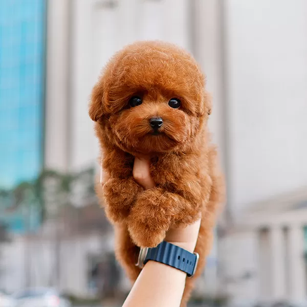 Super Zeki Toy Poodle Minnaklarim