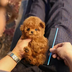 Minicik Uslu Toy Poodle Yavrularım