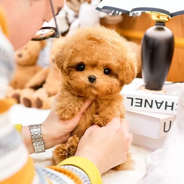 Koreli Bebekler Karsinizda Toy Poodle Bebişlerimiz