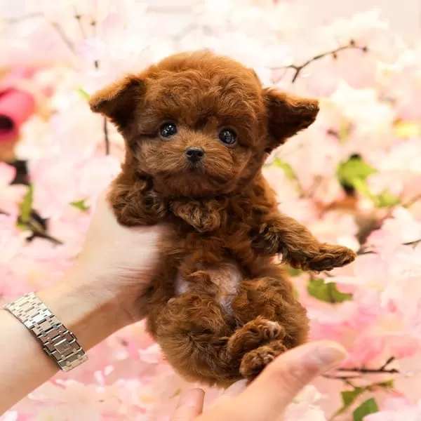 Show Duzey Teddy Face Toy Poodle Yavrumuz