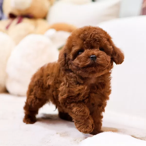 Super Star Orjinal Toy Poodle Bebişlerimiz