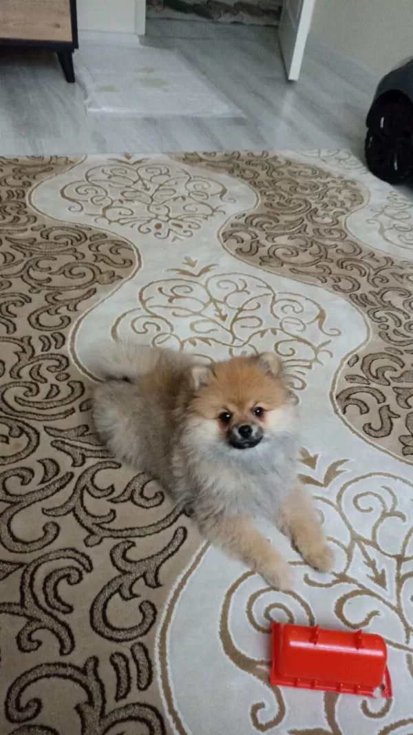 3 Aylık Dişi Pomerian