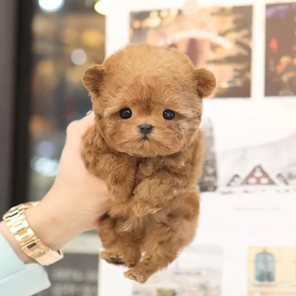 Teddy Face Korean Toy Poodle Bebeklerimiz