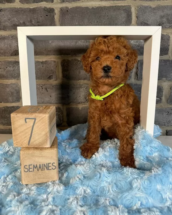 Denizli Merkez Teslime Hazır Poodle Bebekler