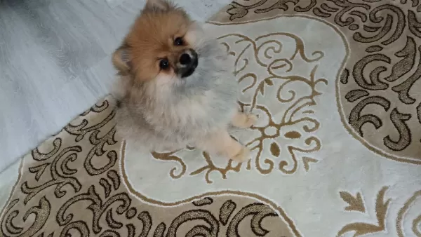 3 Aylık Dişi Pomerian