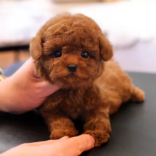 Gerçek Korean Toy Poodle Bebişlerimiz