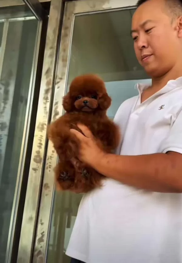 Kore Red Maltipoo Kirmizi Yavrular