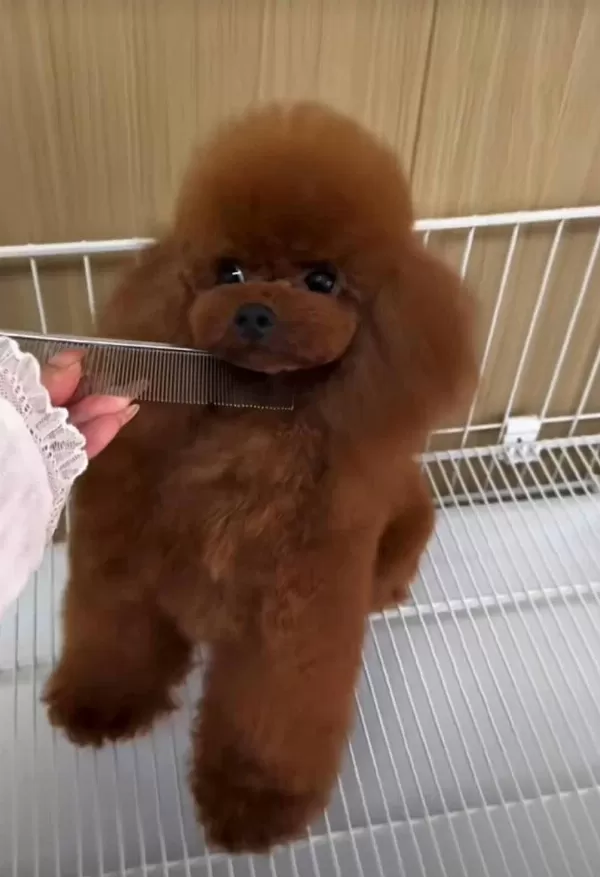 Kore Red Maltipoo Kirmizi Yavrular