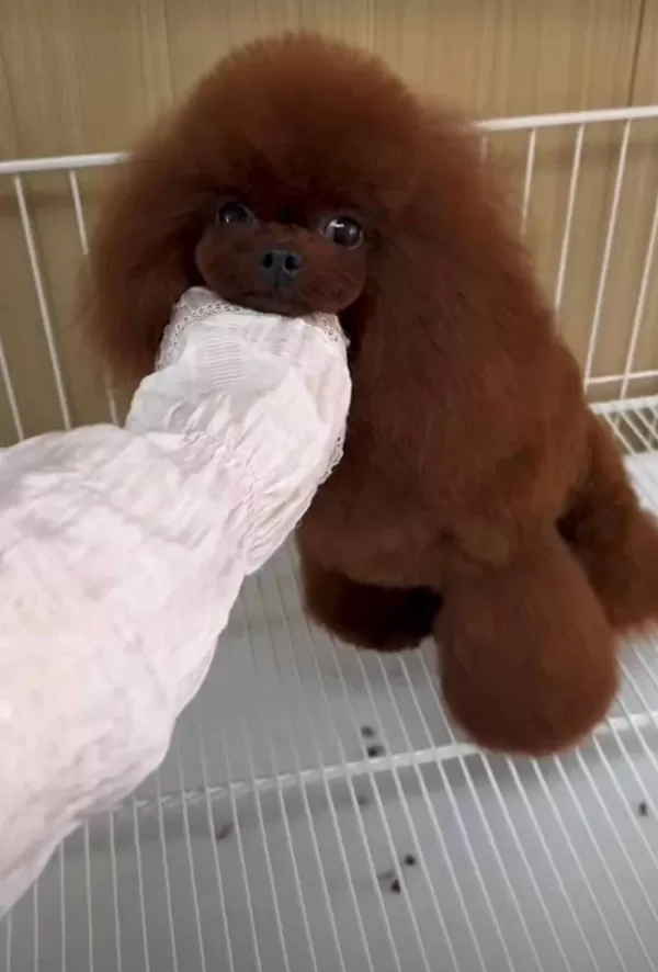 Kore Red Maltipoo Kirmizi Yavrular