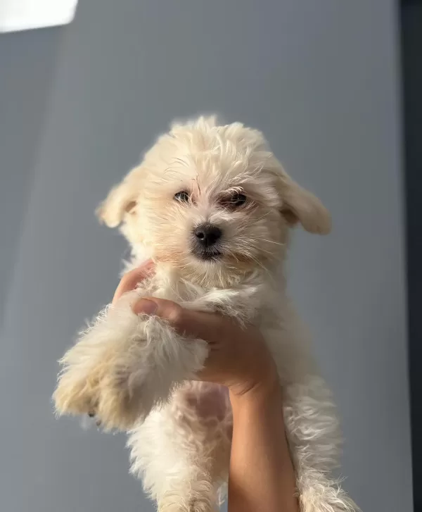 Orjinal Maltese  Terier Bebekler