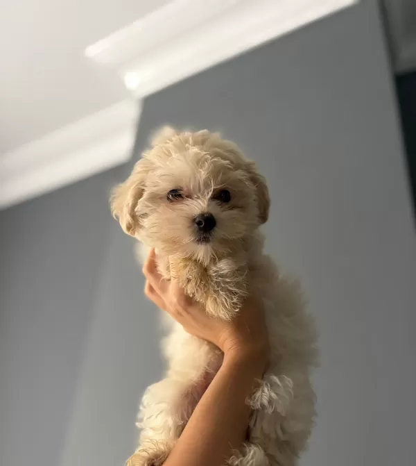 Orjinal Maltese  Terier Bebekler